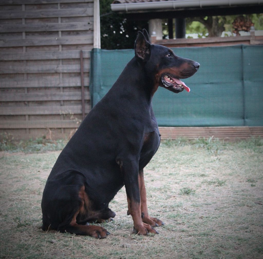 Les Dobermann de l'affixe   Nightmare Of Dark Paws
