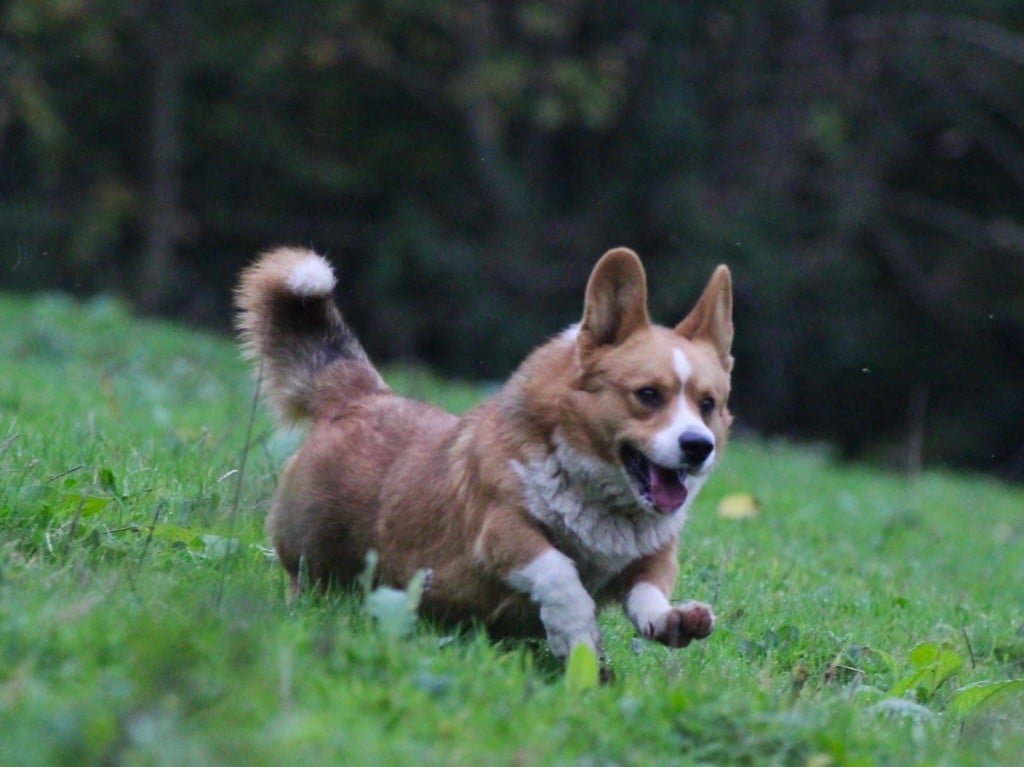 Les Welsh Corgi Cardigan de l'affixe   De La Cour Des Iles