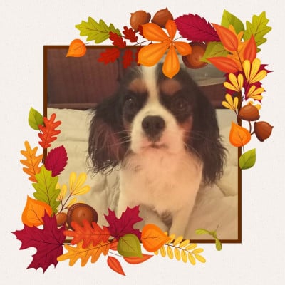 Étalon Cavalier King Charles Spaniel - Reyne damour des Joyaux d'Alésia