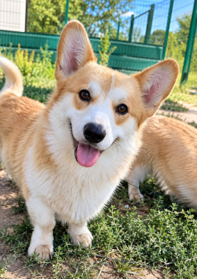 Étalon Welsh Corgi Pembroke - Opus Grande Darius