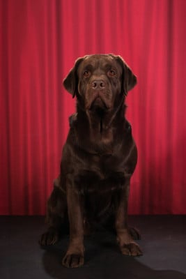 Étalon Labrador Retriever - Twix de La Rosedes Vents Tricastine