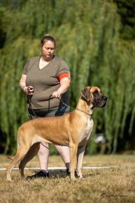 Étalon Dogue allemand - Vahina Des Zamours De Caux