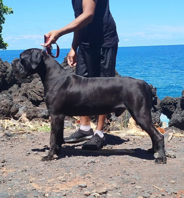 Étalon Cane Corso - Vaillant des terres de l'ancou