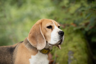 Étalon Beagle - Taiga de la Cascade d'Orion