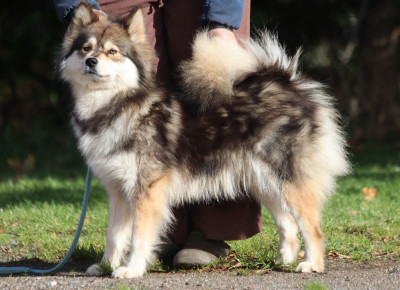 Étalon Chien finnois de Laponie - lapinlumon Silmu