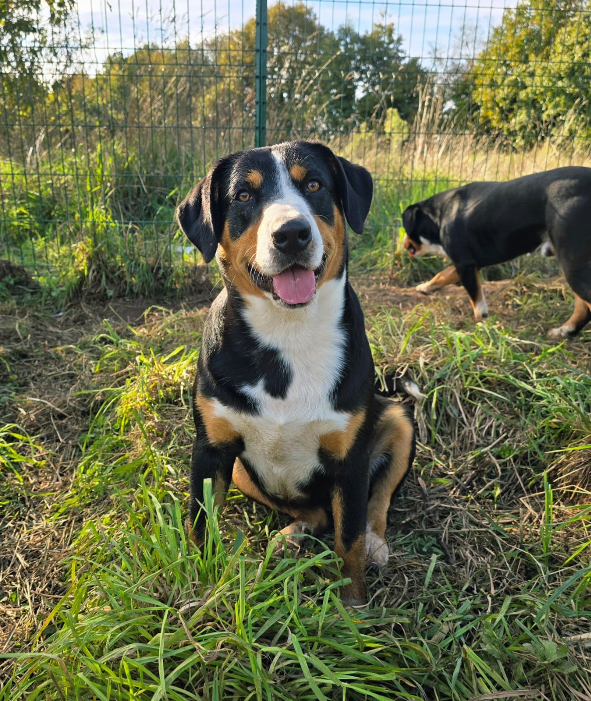 Les Bouvier de l'Entlebuch de l'affixe   Du Clan Des Acacias