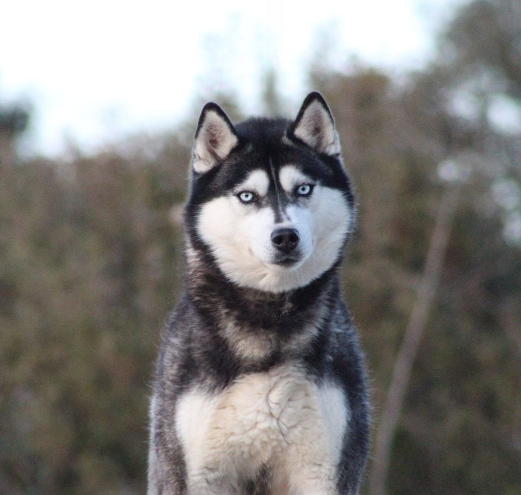 Les Siberian Husky de l'affixe   Of Masadora