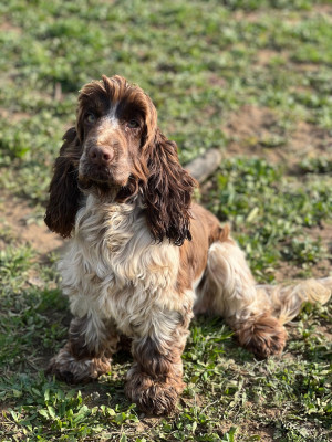 Étalon Cocker Spaniel Anglais - Violette solo il nome Ar Ti Marellek