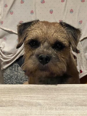 Étalon Border Terrier - Virtus unita fortior ( Watson) Lutra Bellatoria