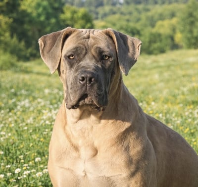 Étalon Cane Corso - Update memories des gardiens d'Ecosse