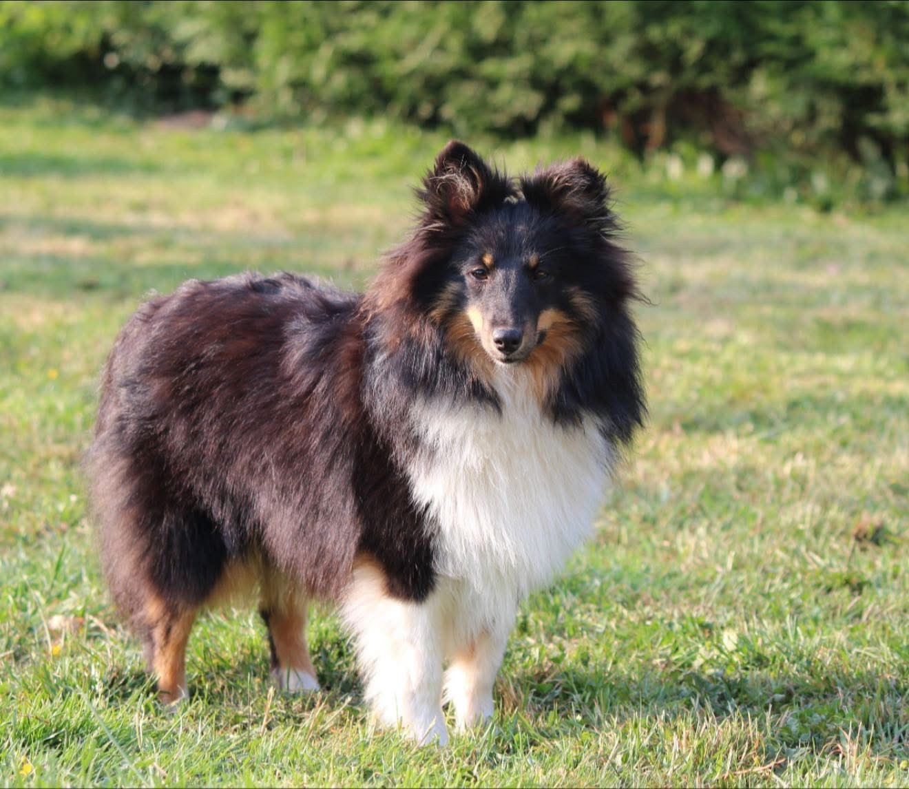 Les Shetland Sheepdog de l'affixe   De La Combe Des Bergers