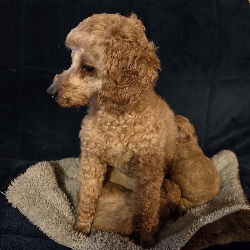 Les Caniche de l'affixe   Valérie Zanasi