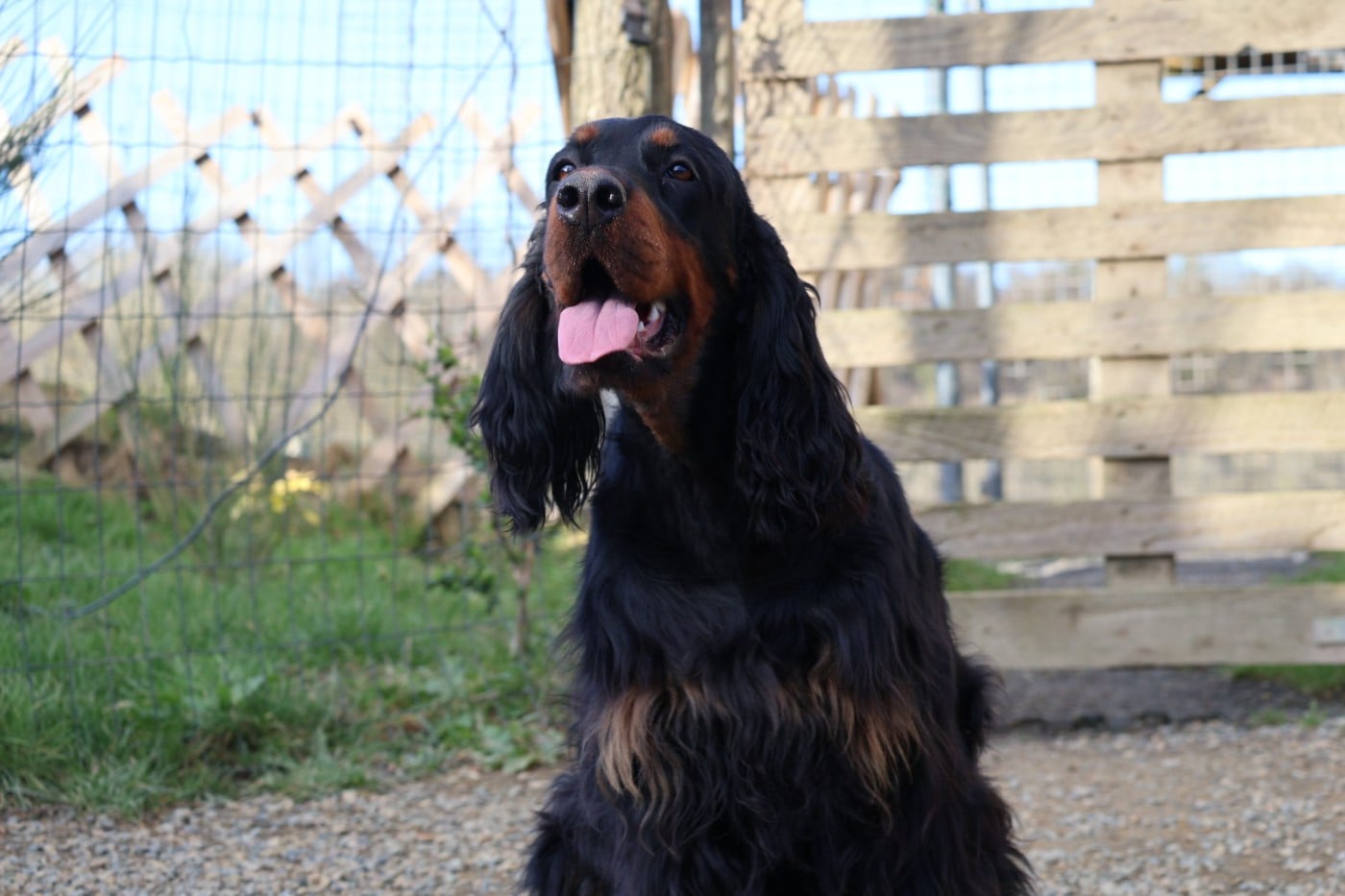 Les Setter Gordon de l'affixe   Du Domaine De Phoebapooros