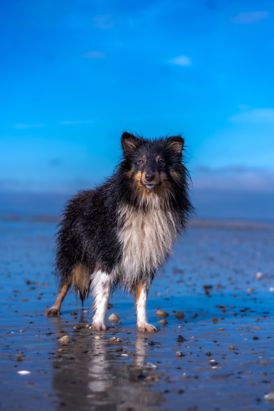 Les Shetland Sheepdog de l'affixe   De La Combe Des Bergers