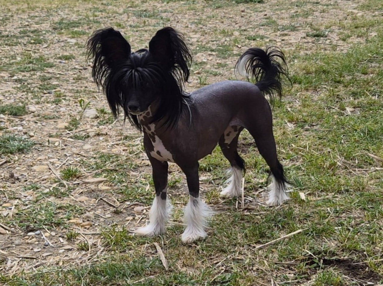 Les Chien chinois à crête de l'affixe   Pacific Farm