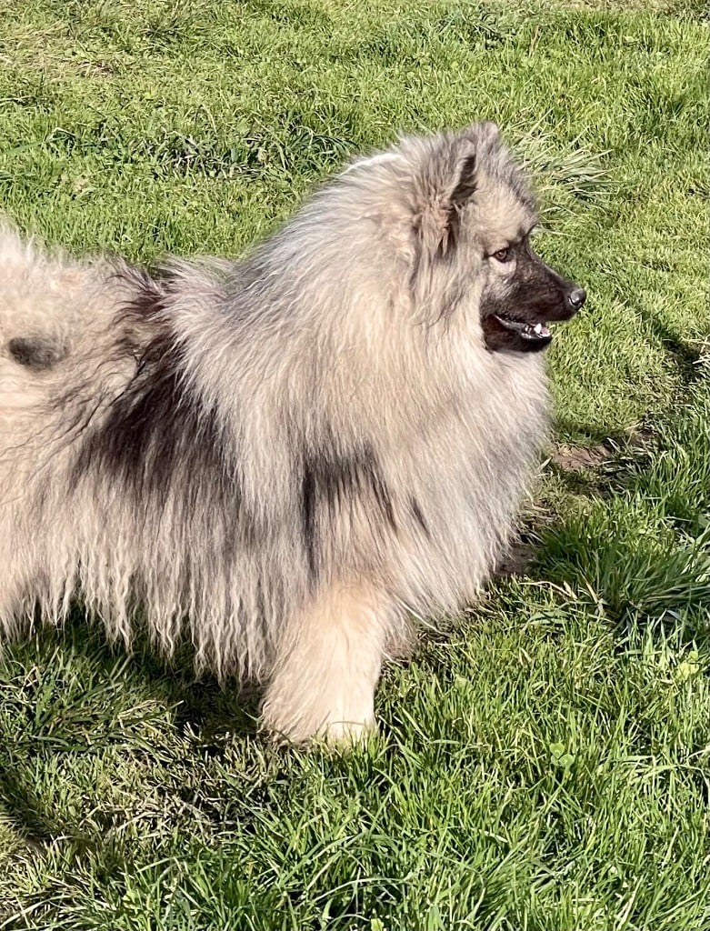 Uzzy des Seigneurs de la Vallée de l'Isle