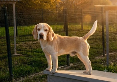 Étalon Beagle - Twister de la vallee du mornol