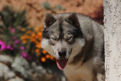 Étalon Siberian Husky - eskifavorite Luxor