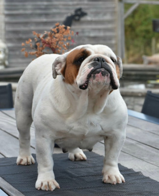 Étalon Bulldog Anglais - Vizeria de Théop's