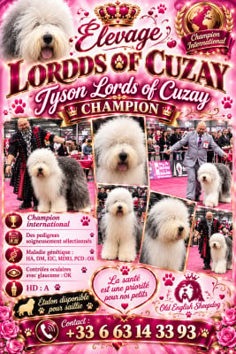 Étalon Bobtail - CH. Tyson Lords of Cuzay