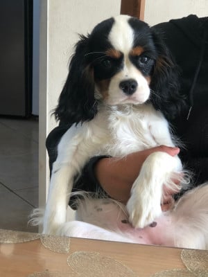 Étalon Cavalier King Charles Spaniel - Vodka Des Cascades De Jade
