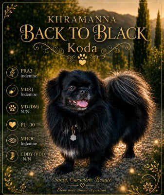 Étalon Epagneul tibetain - Back to black dit koda kiiramanna