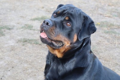 Étalon Rottweiler - Vénus Die Leidenschaft Vom Hofhund