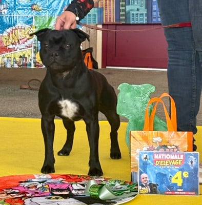 Étalon Staffordshire Bull Terrier - U are my destiny Sweet Dream Stafford