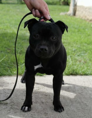 Unity Of Black Lovely Staffie