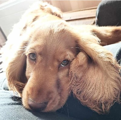 Étalon Cocker Spaniel Anglais - Valkyrie aliénor Du Val De Ligéris