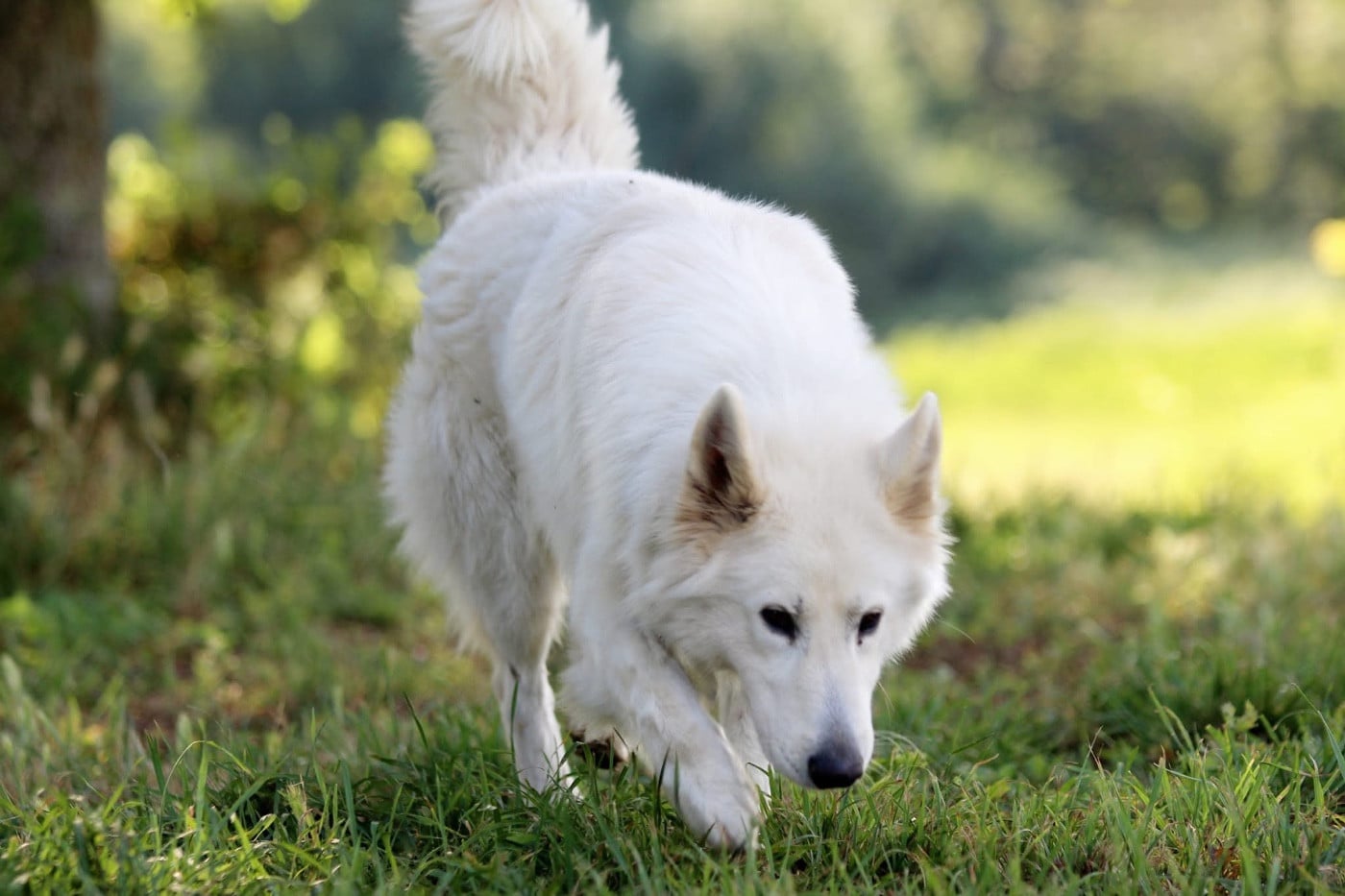 Les Berger Blanc Suisse de l'affixe   Legends of Marwarita