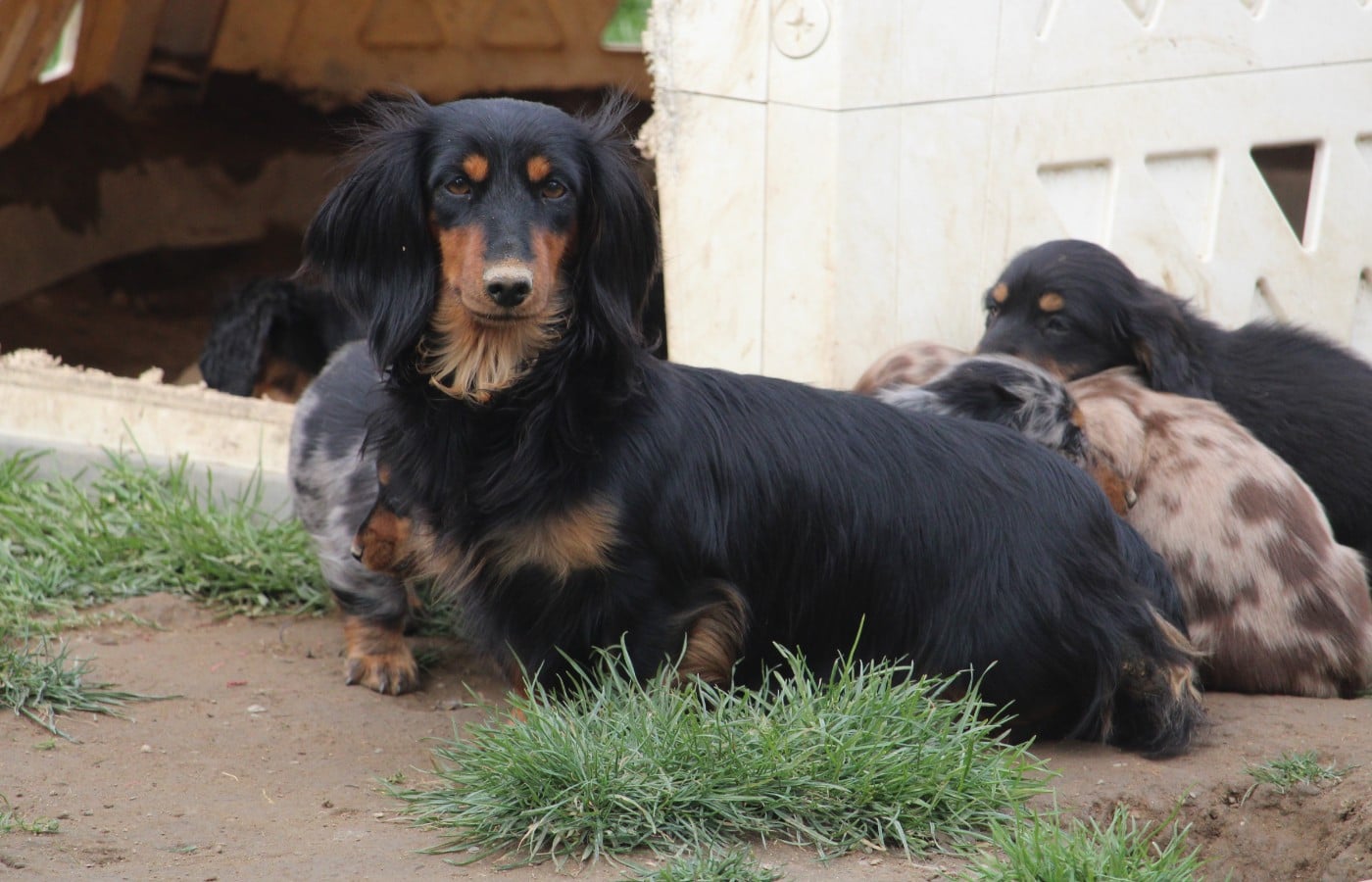Les Teckel poil long de l'affixe   Des Narcisses Du Royaume D'egypte