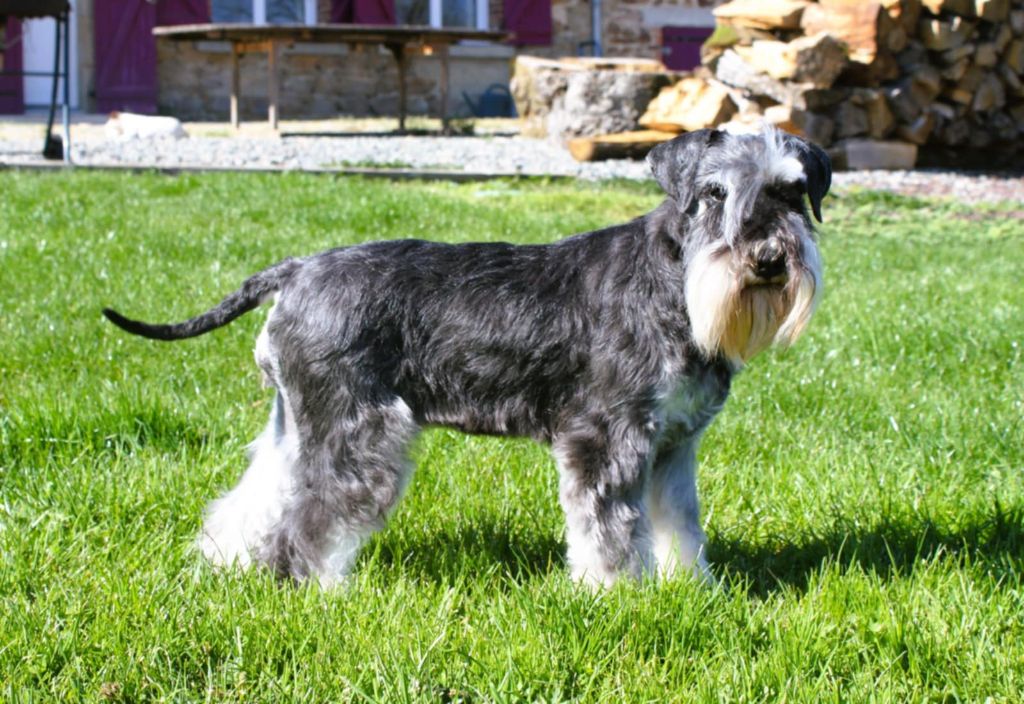 Les Schnauzer miniature de l'affixe   Du domaine d'epalais