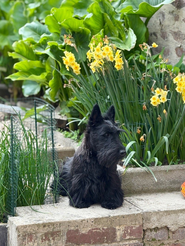 Les Scottish Terrier de l'affixe   du Domaine de Jeanne