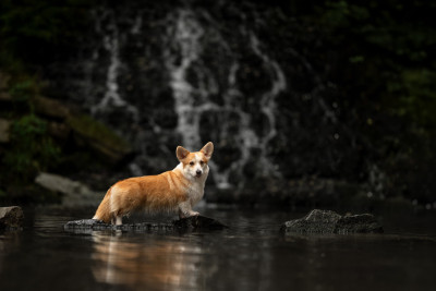 Étalon Welsh Corgi Pembroke - Unchain me o f iron's star des Contamines