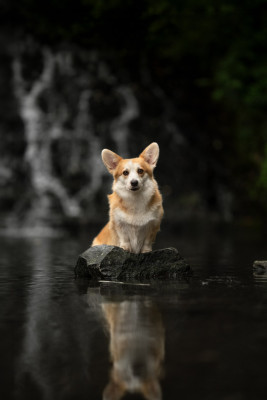 Étalon Welsh Corgi Pembroke - CH. Until i found my iron star's des Contamines
