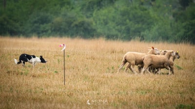 Étalon Border Collie - Shepherd's Legacy V'Sigyn