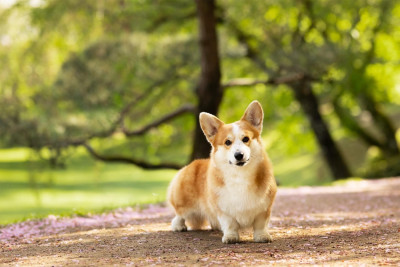 Étalon Welsh Corgi Pembroke - CH. U are pepper's potts spirit des Contamines