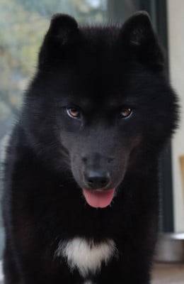 Étalon Siberian Husky - Mystic Winner Tiffani dit moon