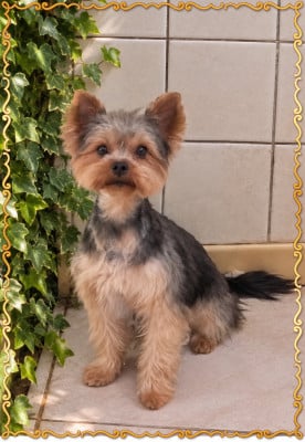 Étalon Yorkshire Terrier - Upside  du Chemin de Bausset