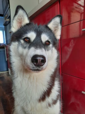 Étalon Siberian Husky - Arkouna Dream's Unity chear