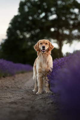 Étalon Golden Retriever - Vague de la Victoire De La Source Des Naïades