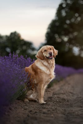 Étalon Golden Retriever - Surya De La Vallée Des Golden D'Or