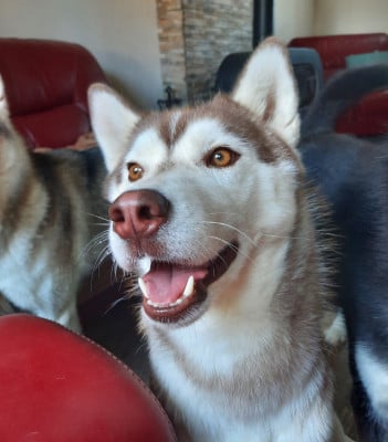 Étalon Siberian Husky - Uska Des Petits Loups Polaires