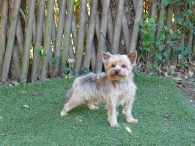 Étalon Yorkshire Terrier - Mad Square Garden Una-una