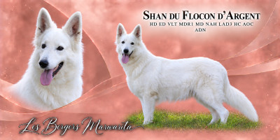 Étalon Berger Blanc Suisse - Shan « Shun » Du Flocon D'argent