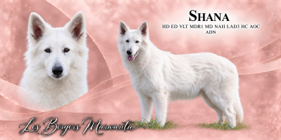 Étalon Berger Blanc Suisse - Shana (Sans Affixe)