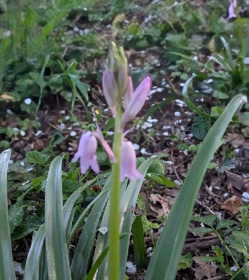 Étalon Berger Australien - Canelle of the marjohrita