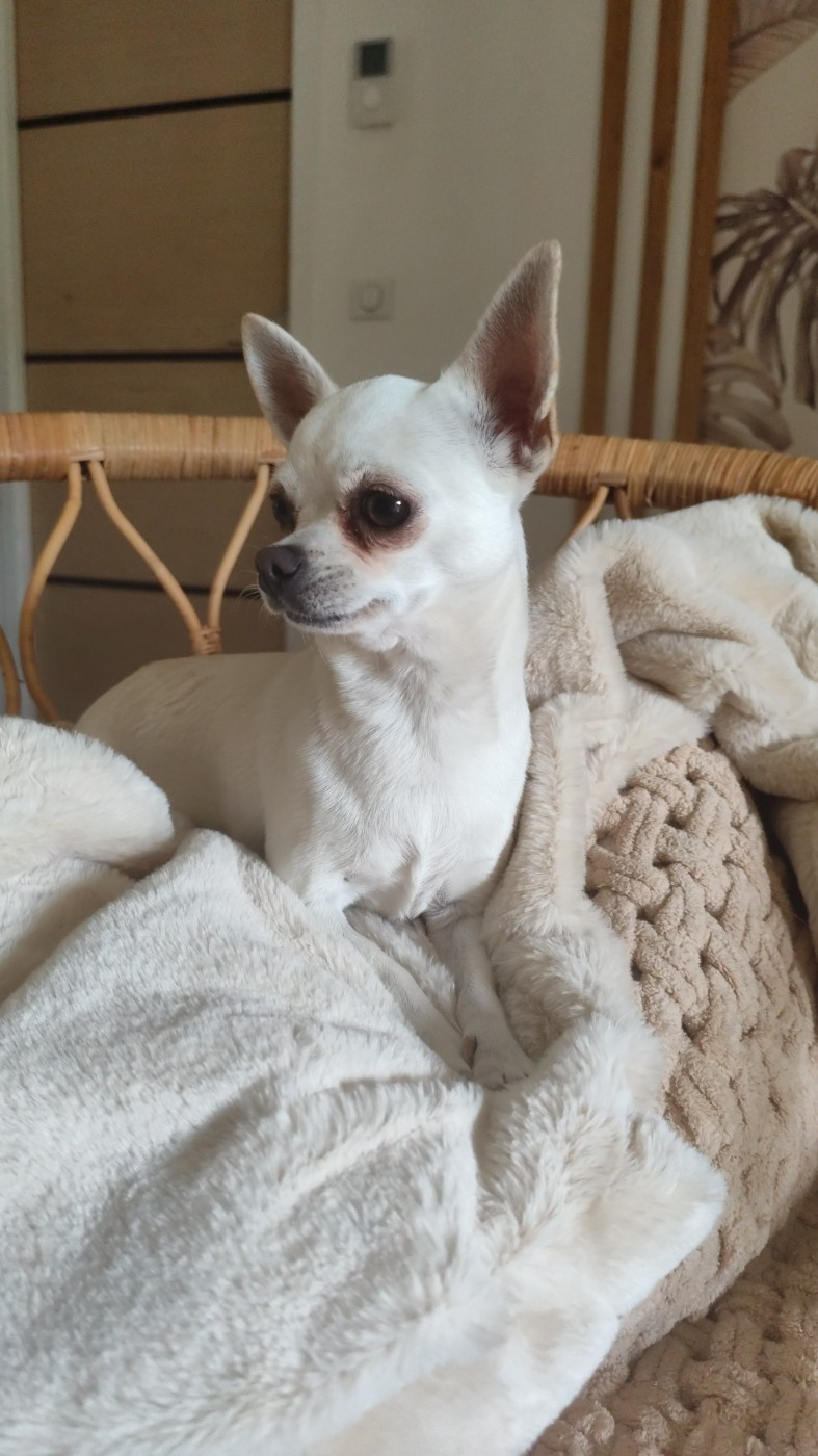 Les Chihuahua de l'affixe   Poppy-Mini-Land