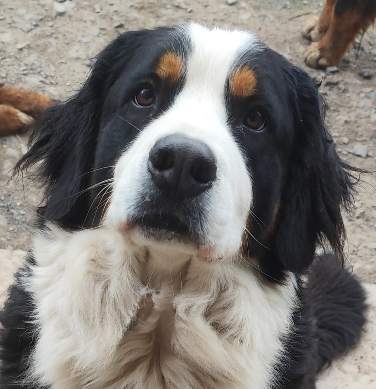 Les Bouvier Bernois de l'affixe   Des Merveilles De La Nature
